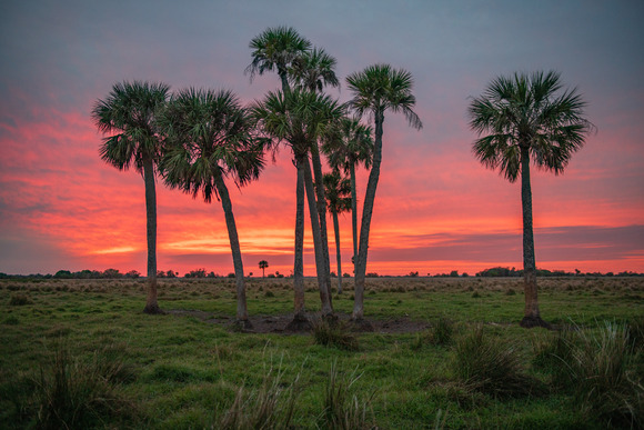 Palm trees at sunset