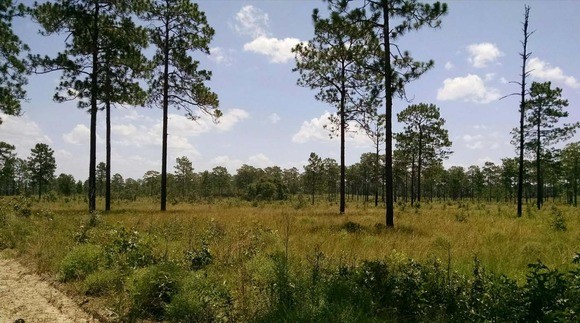 A field surrounded by pine forest