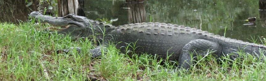 An alligator resting in the grass near water