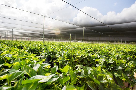 Costa Farms, Miami, Florida