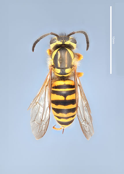 yellow-hornet