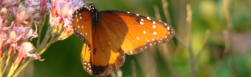 A butterfly feeding on a pink wildflower