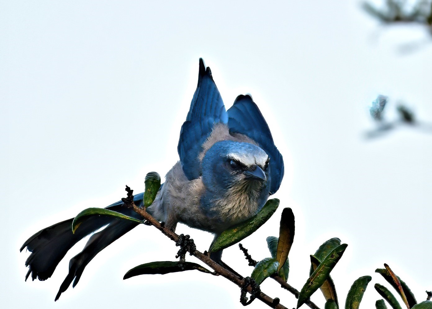 Blue Jay