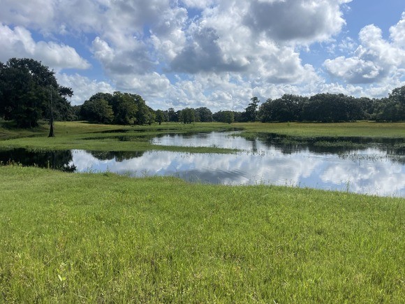 Green Pastures