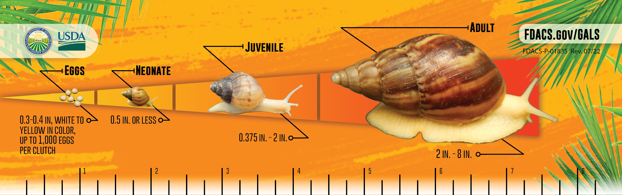 Giant African Snail Map