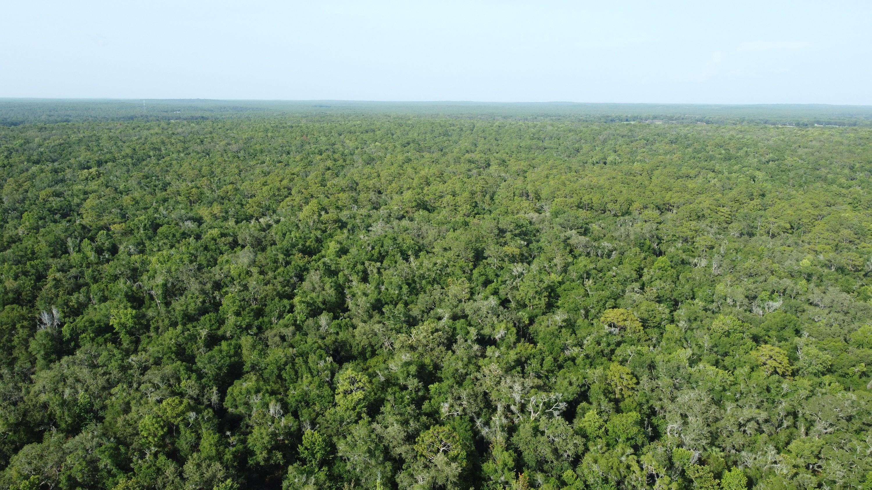 forest.jpg
