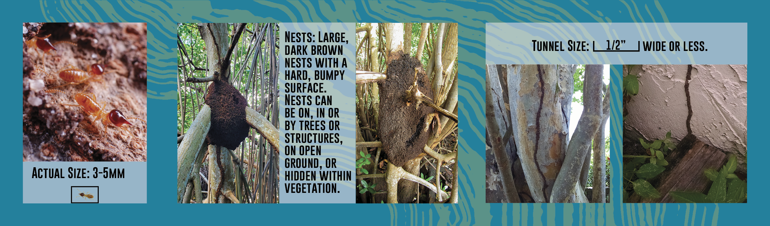 Photos of conehead termites, conehead termite nests, and conehead termite tunnels