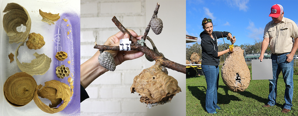 Hornet nests