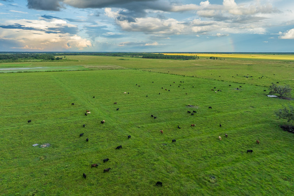 A sprawling green pasture dotted by cattle