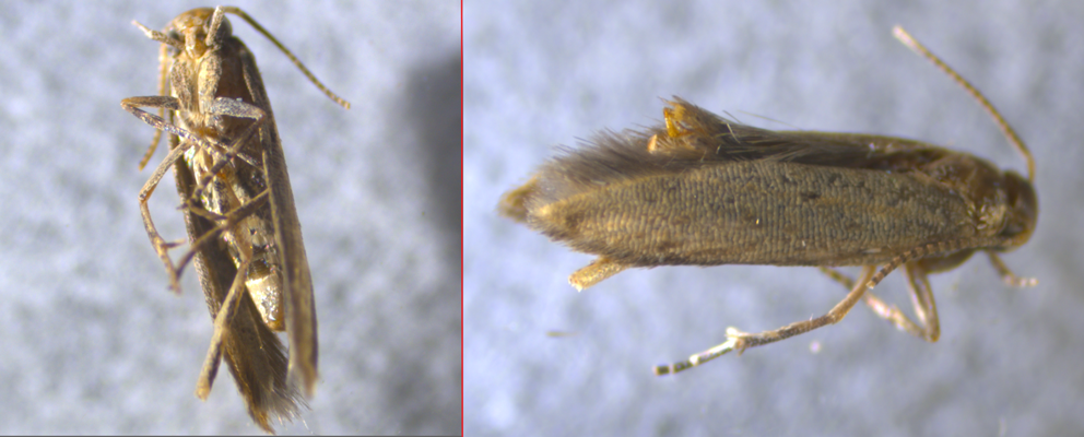 Front and side views of a brownish moth