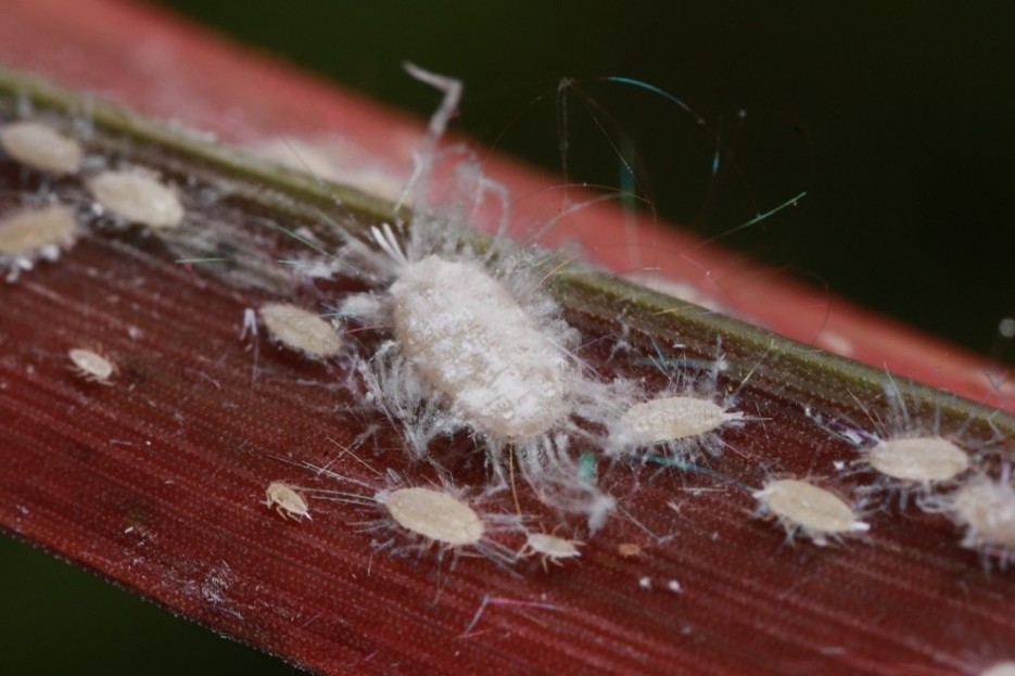A large fuzzy white bug and many smaller fuzzy white bugs on a red blade of grass