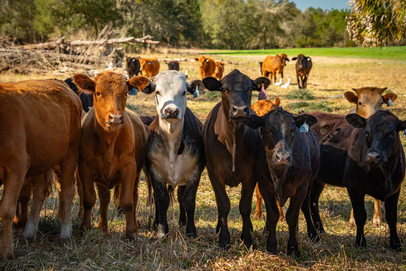 A herd of cattle in a field
