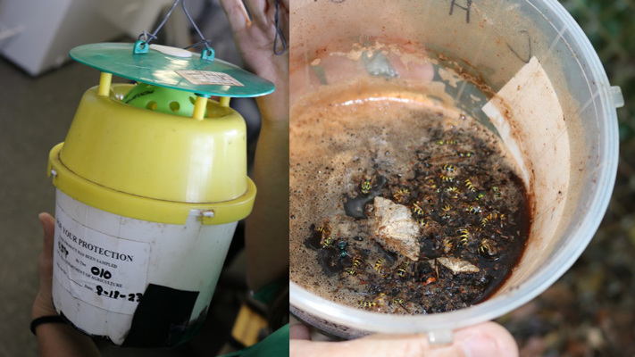 The outside of an insect trap and the inside, with trapped hornets