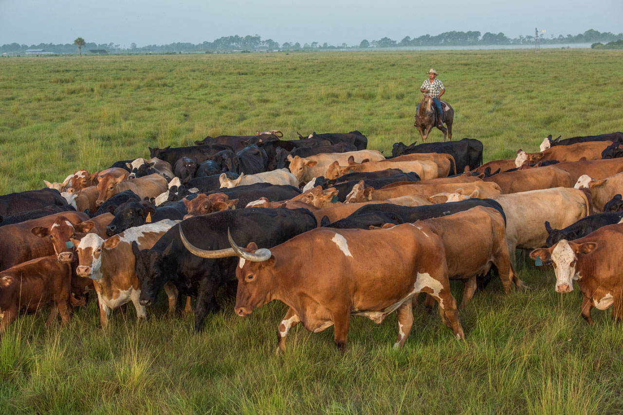 A man on horseback herding cattle in a pasture