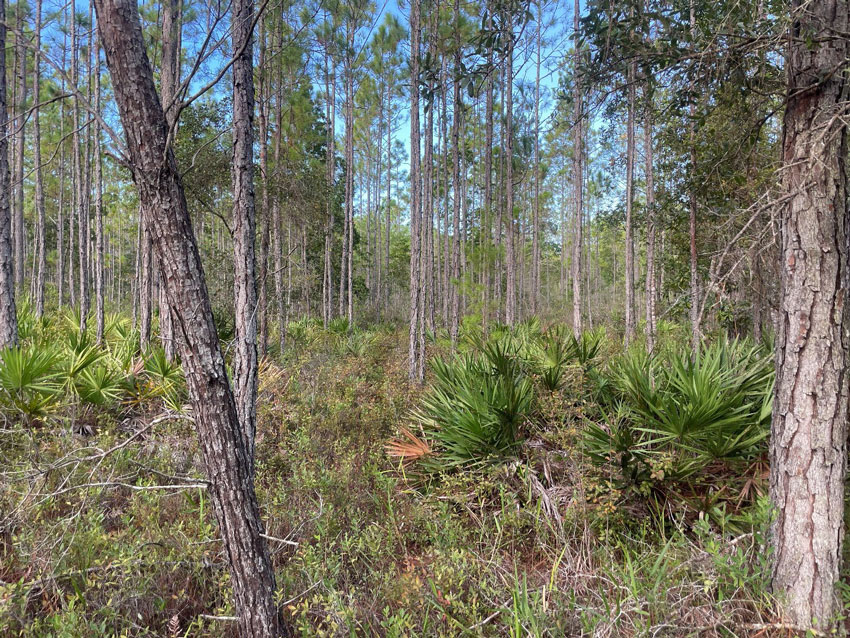 Pine forest with palmettos in the understory