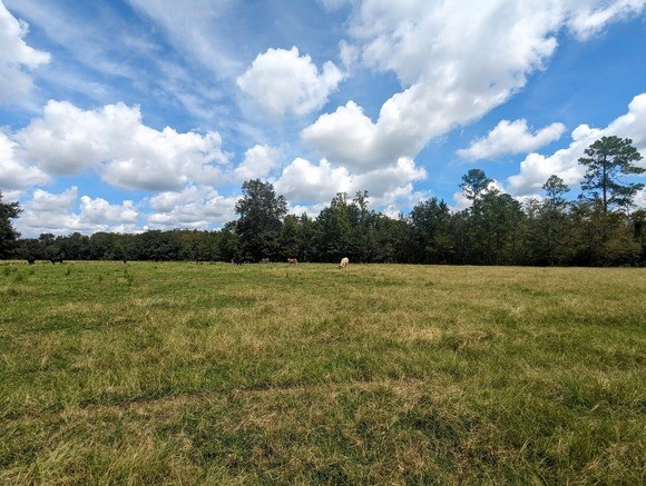 Cattle grazing in a pasture under a blue sky with white clouds