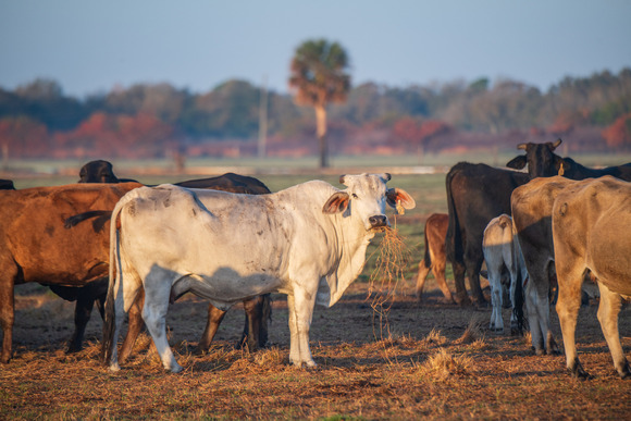 Cattle in a field at sunset