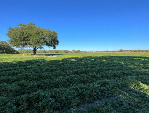 A farm field with a large oak tree in the background