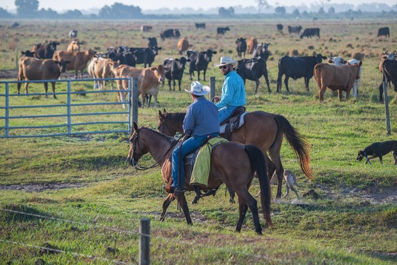 Two men on horseback surrounded by cattle