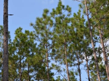 Pine trees and blue sky