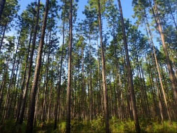 Pine forest