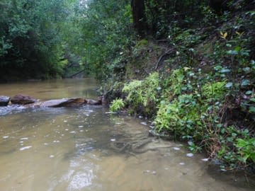 A creek flowing through a forest