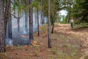 A forester supervising a prescribed burn in a pine forest