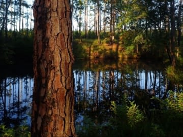Pine trees and a sinkhole