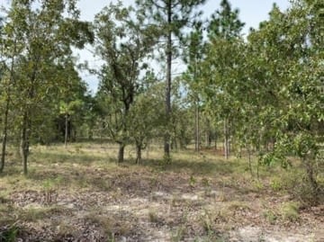 Small trees growing in sandy soil