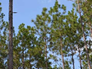 A stand of pine trees against a blue sky