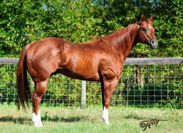 Beautiful brown horse standing in a pasture in the sun