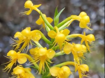 A yellow flowering orchid