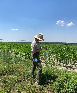 A CAPS inspector checking a bucket trap in a field of corn