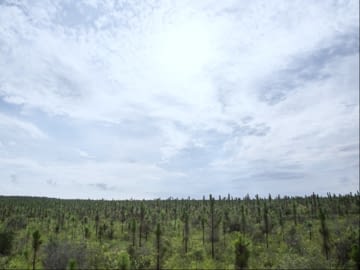 A field planted with young pine trees. Credit: Amanda O'Donoughue
