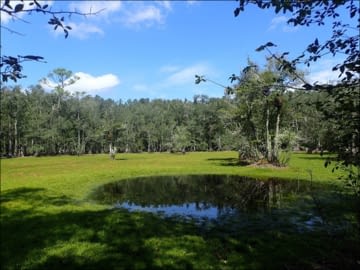 Tupelo tree-lined ephemeral pond in the sunshine
