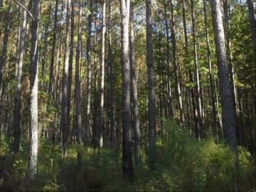 Pine forest