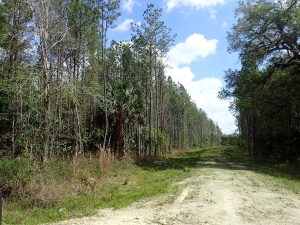 Timber stands