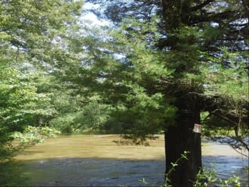Flooded creek surrounded by forest