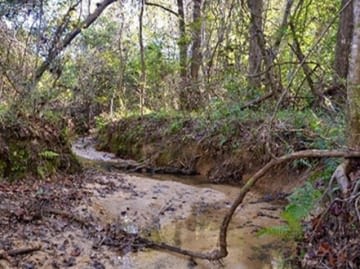 A winding creek with a sandy bottom