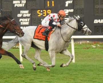 Two horses in a race