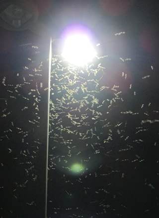 A swarm of termites at night around a light