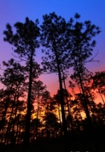 Glowing Forest at Sunset