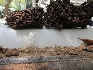 Formosan termite nest