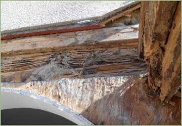 Termite damage to roof