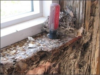 Termite damage around a window
