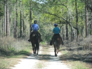 Equestrian Riders On Forest Road