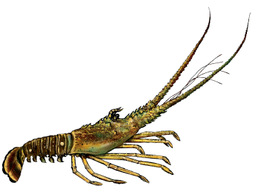 Spiny lobster