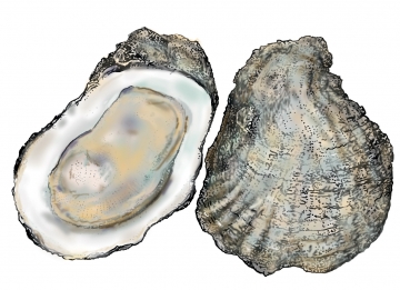 Picture: Oysters