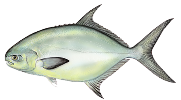Pompano