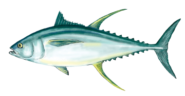 Yellowfin tuna